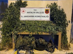 Antalya’da Ormanlık Alana Ekili Bin 115 Kök Kenevir Ele Geçirildi