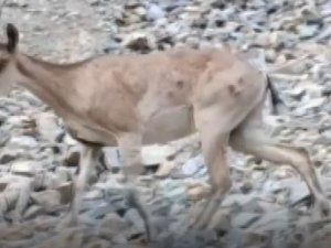 Bir Yanda Yaban Keçileri, Bir Yanda Yüzme Keyfi