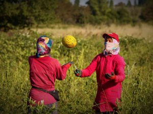 Konya Ovasında Kavun Hasadı Zamanı