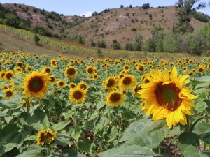 Fındık Diyarı Ordu’da Ayçiçeği Üretiliyor