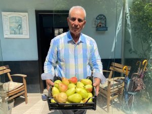 Çiftçiye Örnek Olsun Diye Dikti, Dev Armutlar Yetiştirdi