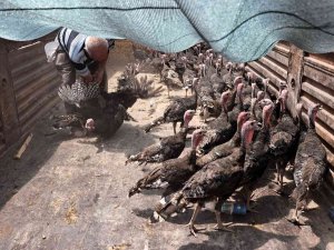 Büyükşehir Korkuteli’de Hindi Dağıttı