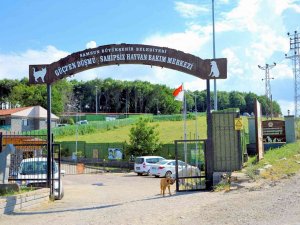 Sokak Hayvanları Ve Yasaklı Irklara Konforlu Alan