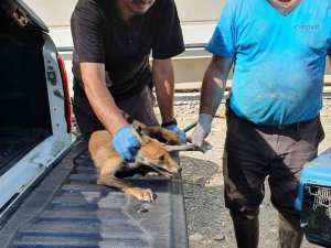Yaralı Halde Bulunan Tilki Tedavi Altında