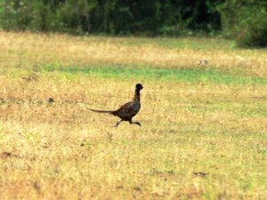 Tabiata 323 Bin 721 Sülün