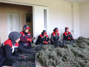 Düzce’de Kekik Hasadı Başladı