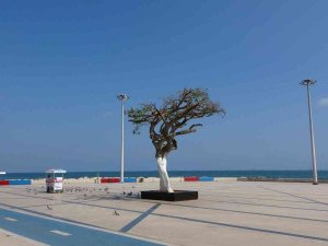 O Ağaç Yeşermeye Başladı