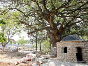 Çapaçarık Türbesi Ve Çevresi Düzenleniyor