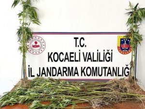 Ormanlık Alana Hint Keneviri Ekmişler