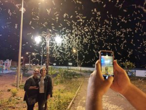 Milyonlarca ’Bir Gün Sineği’ Tarihi Halilefendi Köprüsünü İstila Etti