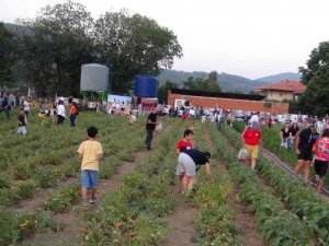 Ata Tohumu Ürünlerin Hasat Şenliği Yapıldı