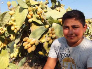 Mersin’de Dikenli İncir Hasadı Başladı