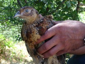 Bingöl’de Kene Avcısı Sülünler Doğaya Salındı