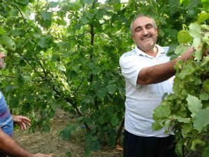Burası Ordu Değil Adana: Fındık Hasadı Başladı