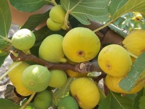 İ̇ncir Ağaçlarında Kalsiyumlu Yaprak Gübresi İle Başarıya Ulaşıldı