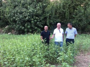 Siirt’te Bitkisel Üretim Projeleri Yerinde İncelendi