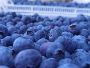 Bursa’dan Hong Kong’a Yaban Mersini İhracatı