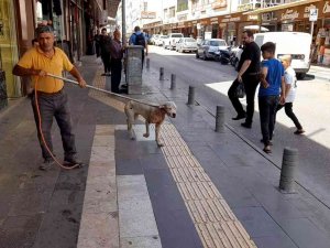 Kilis’te Başıboş Dolaşan Pitbull Yakalanarak Barınağa Götürüldü