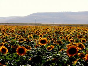Ucu Bucağı Görünmeyen Ayçiçeği Tarlaları, Kartpostallık Görüntüler Ortaya Çıkartıyor