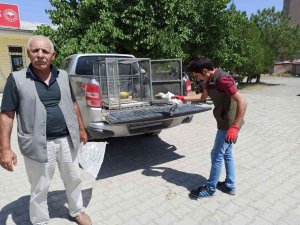 Iğdır’da Sığır Balıkçılı Tedavi Altına Alındı