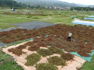 Ordulu Üreticilerin ‘Fındık Kurutma’ Mesaisi
