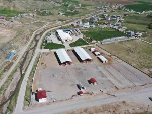 Van’da Şap Hastalığı: Canlı Hayvan Pazarı Kapatıldı