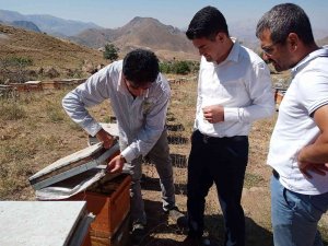Remik Yaylası Balının Sağımı Başladı