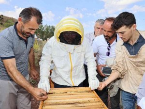 Sivas Bal Üretiminde Zirvede