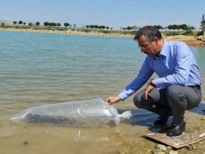 7 Bin Adet Yavru Sazan Suyla Buluştu