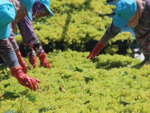 Üzüm Üreticisi Fiyat Konusunda Cumhurbaşkanı Erdoğan’a Güveniyor