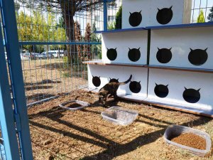 Bu Da Kedi Malikânesi