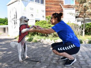 12 Bin 60 Can Sıcak Bir Yuvaya Kavuştu