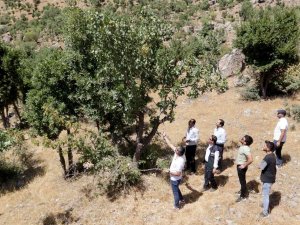 Bıttım Ağaçlarına Aşılanan Fıstık Mahallenin Geçim Kaynağı Oluyor