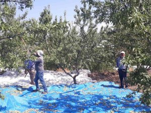 Sarıgöl’de Badem Hasadı Başladı