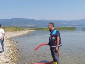 Göl Ve Göletlere 2,5 Milyon Sazan Bırakıldı