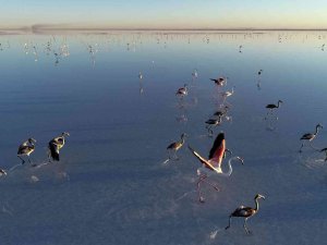 Bakan Kurum: “Tuz Gölü’ne Su Taşıdık, Flamingolara Can Suyu Verdik”