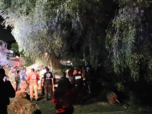 Meksika’da Minibüsün Üzerine 30 Tonluk Ağaç Devrildi: 1 Ölü, 1yaralı