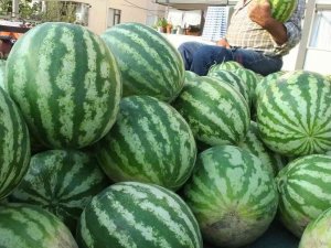 Burhaniye’ De Karpuz Çiftçinin Yüzünü Güldürdü