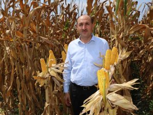 Çukurova’da Mısır Hasadı Başladı