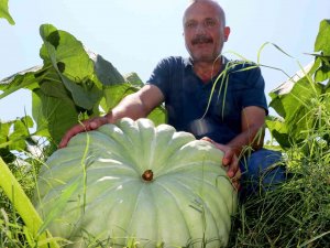 40 Ton Kabaktan 250 Bin Tl Gelir Bekliyor