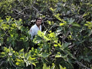 Dünyaca Ünlü Siyah İncirde Hasat Başladı