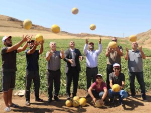 Elazığ’da Kavun Rekoltesi Yüzleri Güldürdü