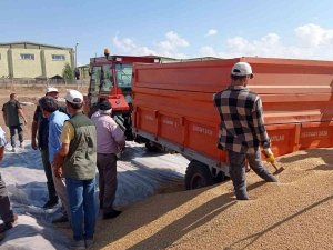 Buğdayda Rekor Üretimle Ambarlarda Boş Yer Kalmadı