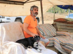 Almanya Bir Sokak Köpeği Kazandı