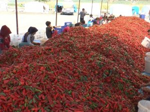 Ekmeklerini Acıdan Çıkartıyorlar