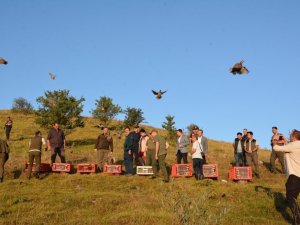 Çankırı’da 500 Keklik Doğaya Salındı