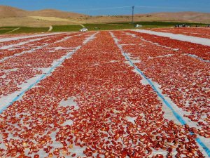 Elazığ’da Üretilip Kurutulan Domatesler, Dünya Sofralarını Süslüyor