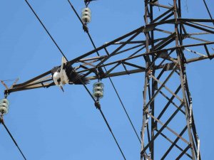 Yavru Leylek, Yuvasının Bulunduğu Elektrik Direğinde Telef Oldu