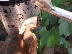 Sıcaktan Bunalan Kaplumbağa, Musluktan Akan Suyla Serinledi