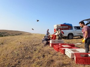 Kırıkkale’de Bin Kınalı Keklik Doğaya Salındı